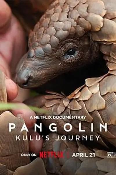 穿山甲Kulu的旅程