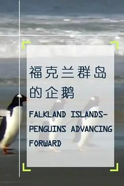 企鹅之岛:福克兰