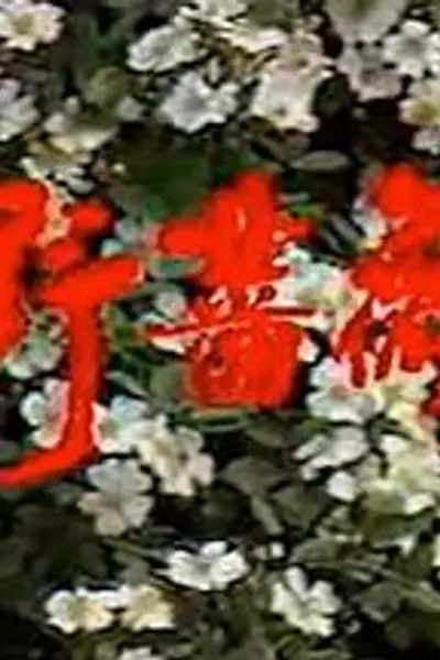 野蔷薇