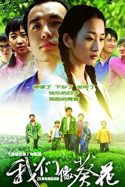 我们像葵花
