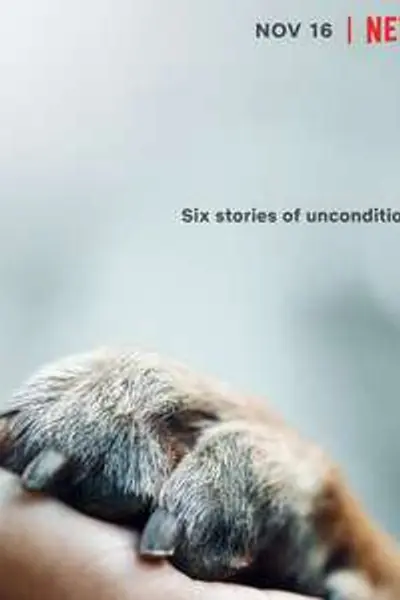 爱犬情深