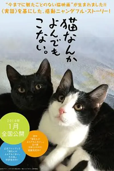 为什么猫都叫不来