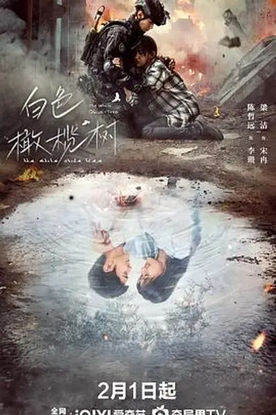 白色橄榄树
