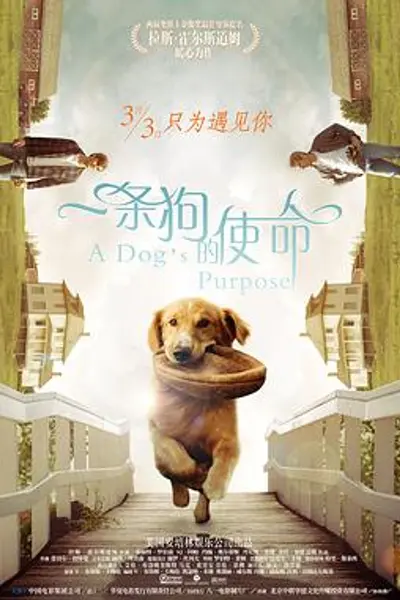 一条狗的使命