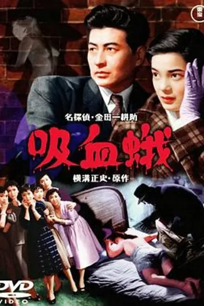 吸血飞蛾
