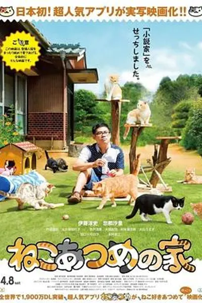 猫咪后院之家