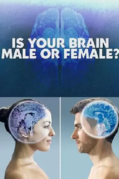 你的大脑是男性还是女性
