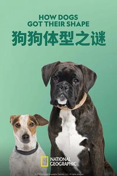狗狗体型之谜