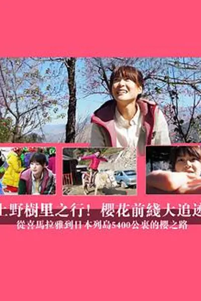 上野树里之行!樱花前线大追迹~从喜马拉雅到日本列岛5400公里的樱之路~