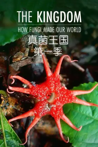 真菌王国第一季