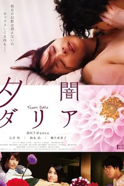 黄昏大丽花